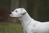 DOGUE ARGENTIN 535